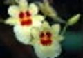 orchid