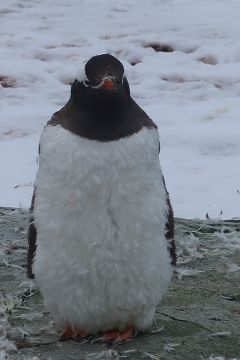 Gentoo P{enguin